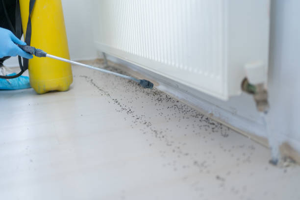 Best Wasp Removal Services  in Corsicana, TX